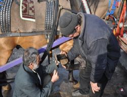 Atlar kışlıklarını giydi