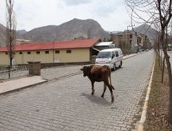 Trafikte ‘hayvan' alarmı