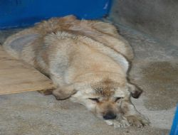 Veterinerlerden su operasyonu