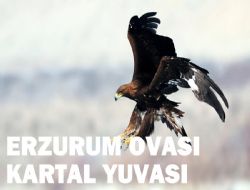 Bu Ova'nın benzeri yok
