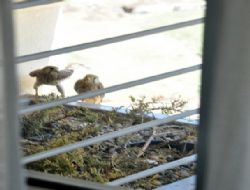 Xanadu'da merhamet yaklaşımı