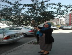 Yol ortasında elma ağacı 
