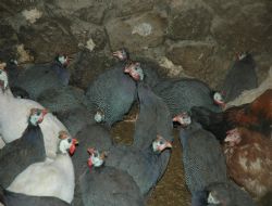 Yeni yıl hindileri görücüye çıktı